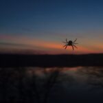 workforce-management/what-can-the-itsy-bitsy-spider-teach-us-about-biometrics