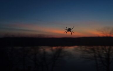 workforce-management/what-can-the-itsy-bitsy-spider-teach-us-about-biometrics