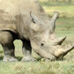 rhinoceros