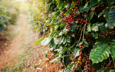 Use of AI Agricultural for Workforce Management